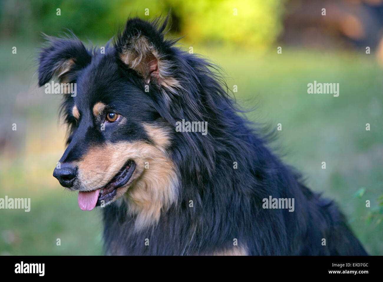 Collie cross noir et tane, portrait Banque D'Images