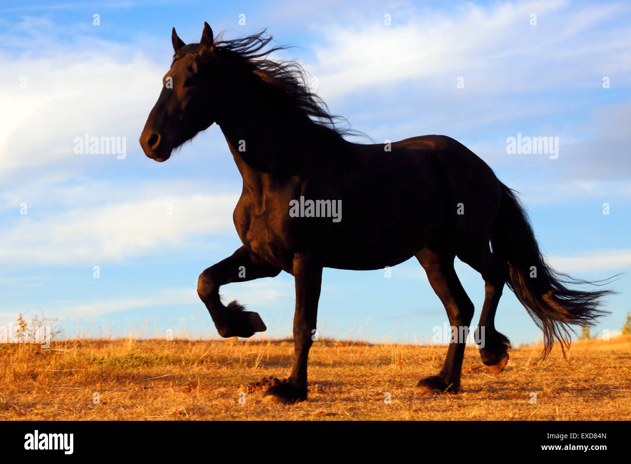 Étalon frison trottant dans les pâturages, la lumière du soleil du soir Banque D'Images