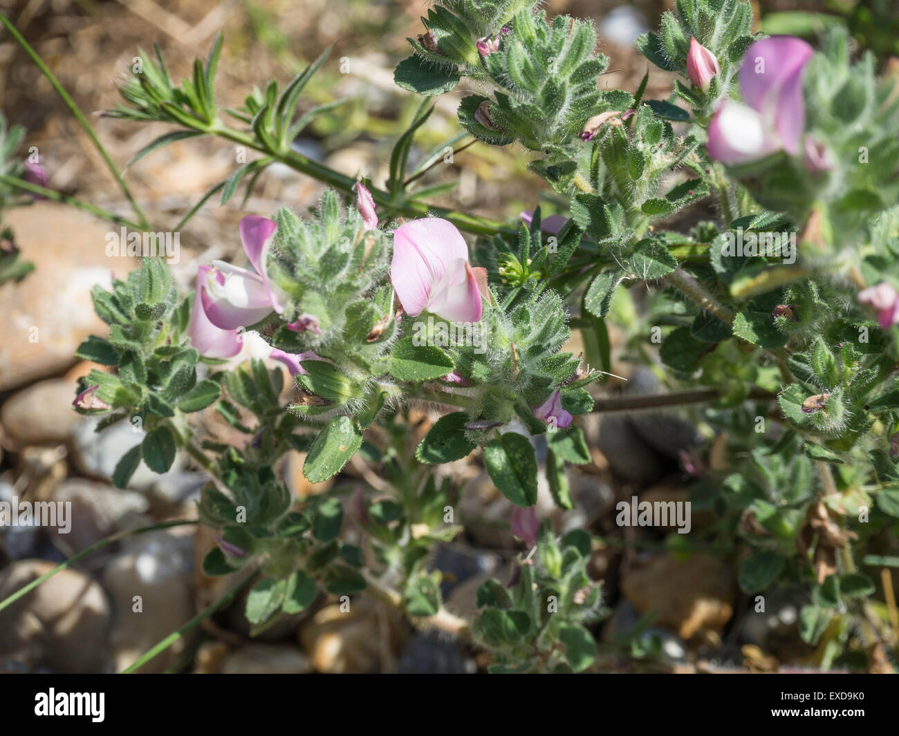 Fleurs restharrow commun Banque D'Images