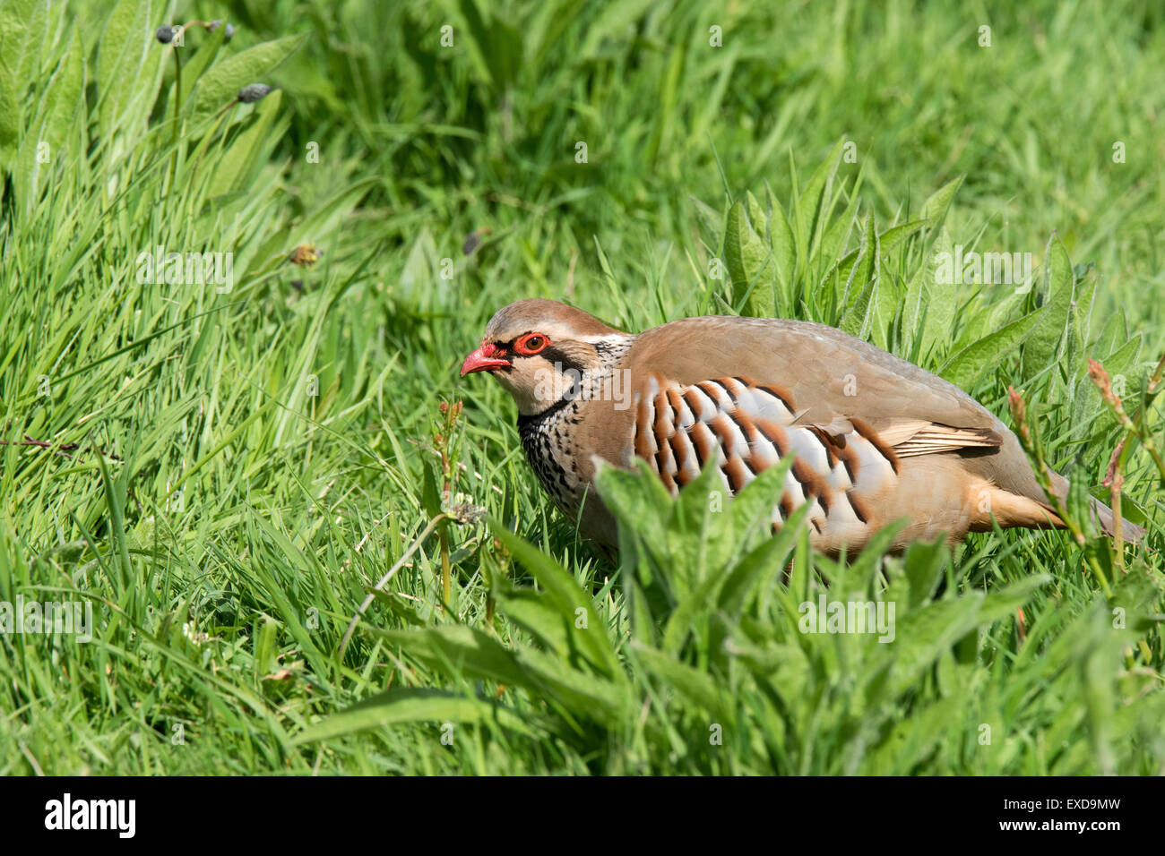 Red-legged Partridge Alectoris rufa mâle adulte dans la région de grass field Banque D'Images