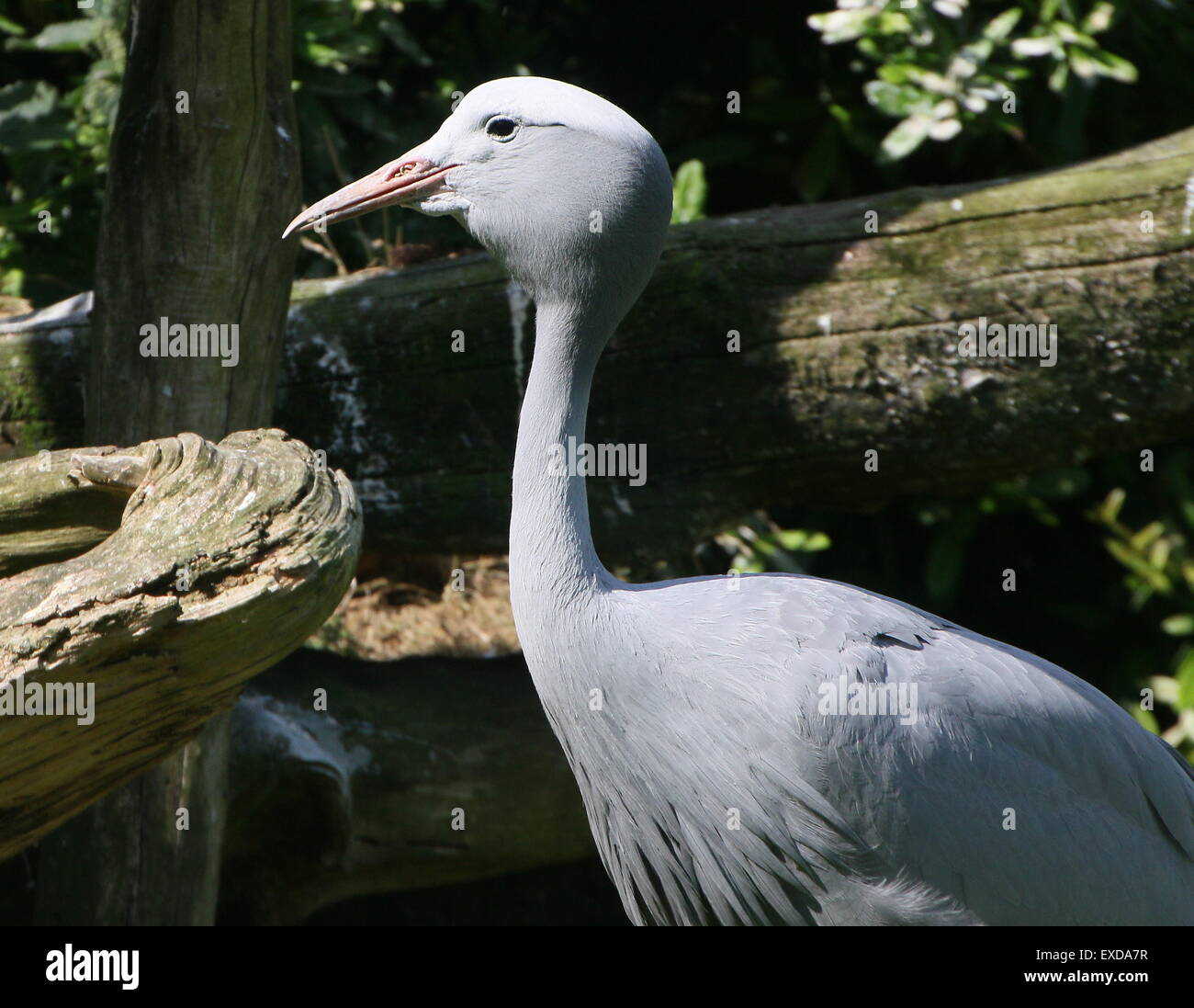 L'Afrique du Sud (Blue Crane Grus paradisea, Anthropoides paradisea), alias Paradise ou Stanley crane Banque D'Images