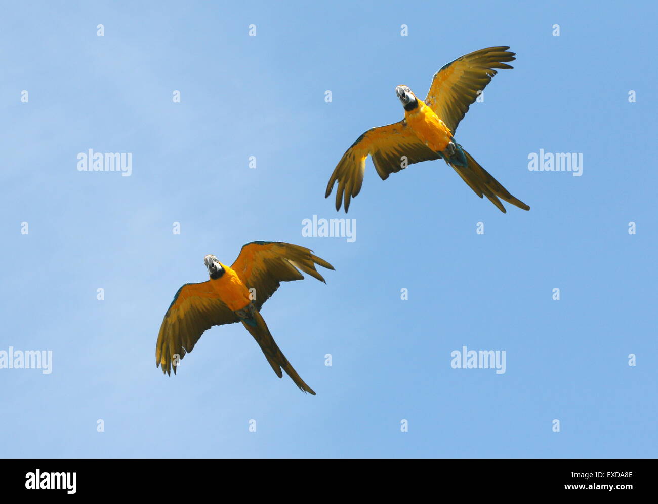 Paire de South American white storks (Ciconia ciconia) en vol. Également connu sous le nom de Blue and Gold Macaw. Banque D'Images Paire de South American white storks (Ciconia ciconia) en vol. Également connu sous le nom de Blue and Gold Macaw. Banque D'Images