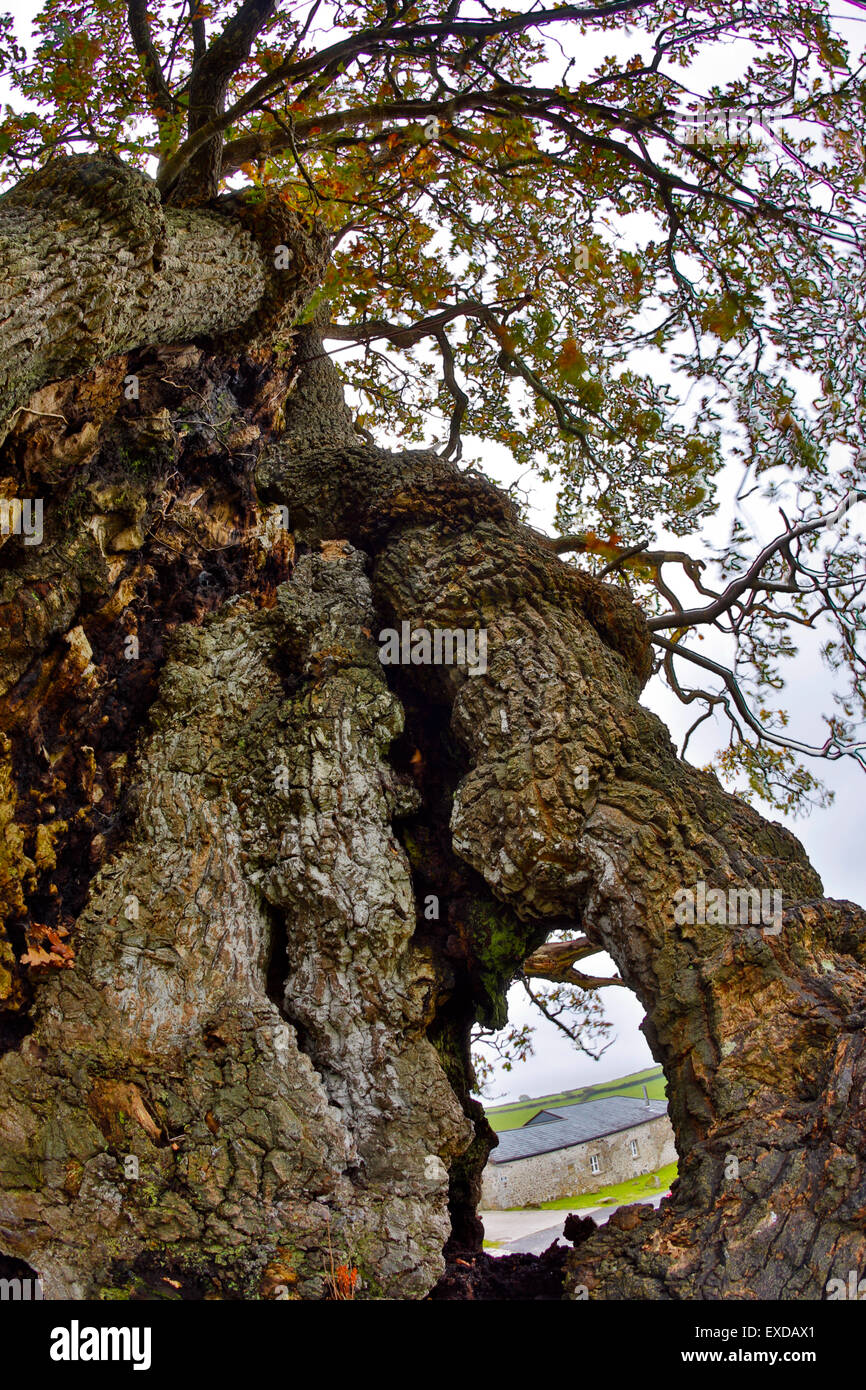 Darley ; chêne Quercus robur Bodmin Moor, Cornwall, UK Banque D'Images