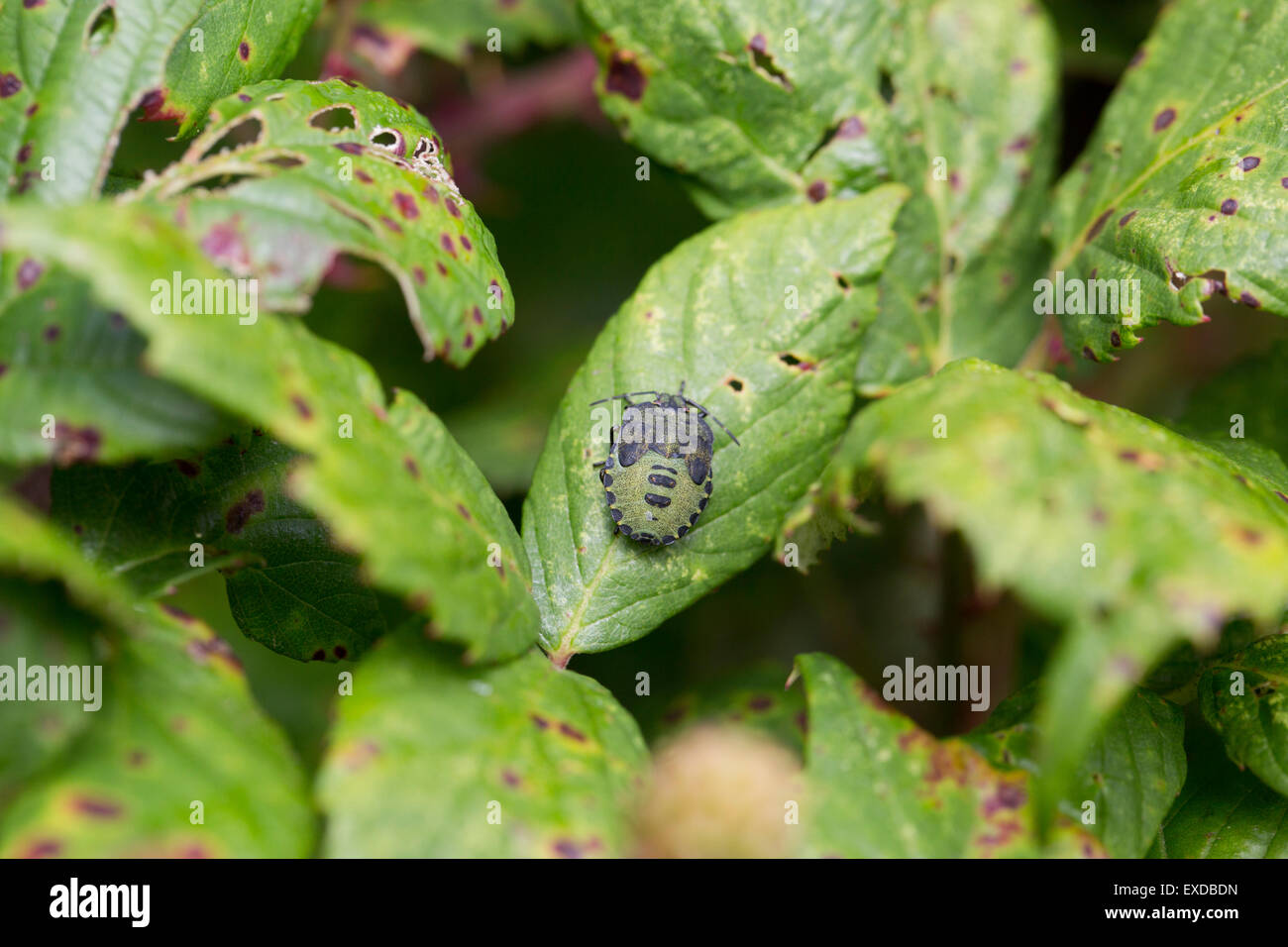 Green Shield Bug larve ; Palomena prasina UK Banque D'Images