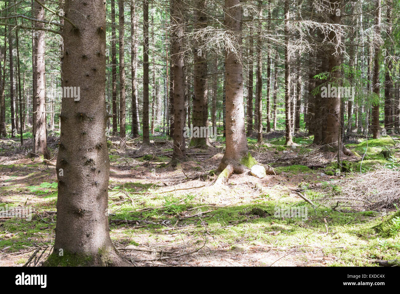 Pins différents au sein d'une forêt de pins cultivés Banque D'Images