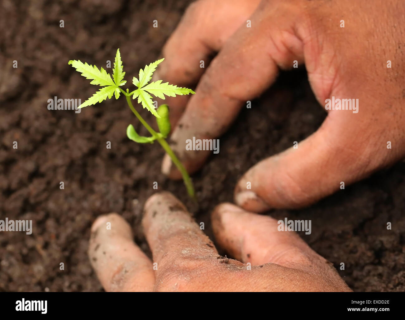 La plantation des plantes dans le sol fertile de neem Banque D'Images