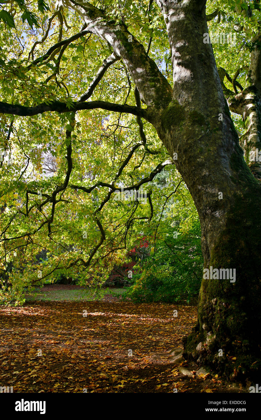 Westonbirt Arboretum ; automne ; Gloucestershire UK Banque D'Images