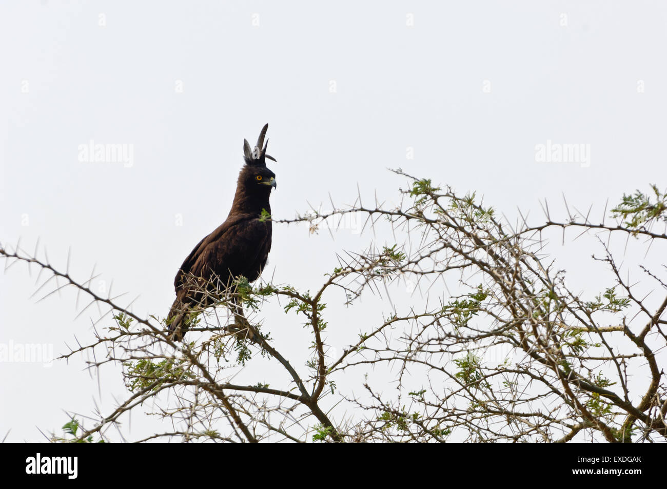 Le Parc national Queen Elizabeth , de l'Ouganda. Harpie huppée depuis longtemps . Banque D'Images