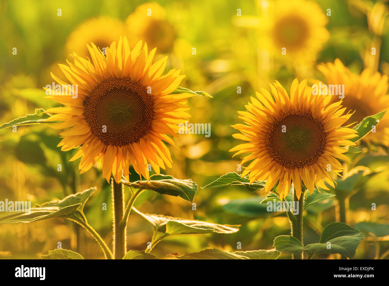 Belles fleurs de tournesol dans le champ avec la lumière du soleil d'été chaude, Selective Focus Banque D'Images