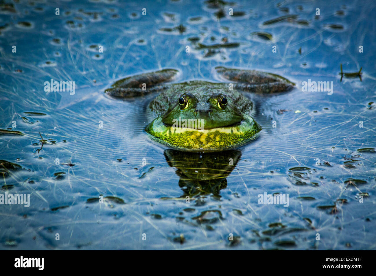 Le ouaouaron (Rana catesbeiana), Inniswood Metro jardin, Westerville, Ohio. Banque D'Images
