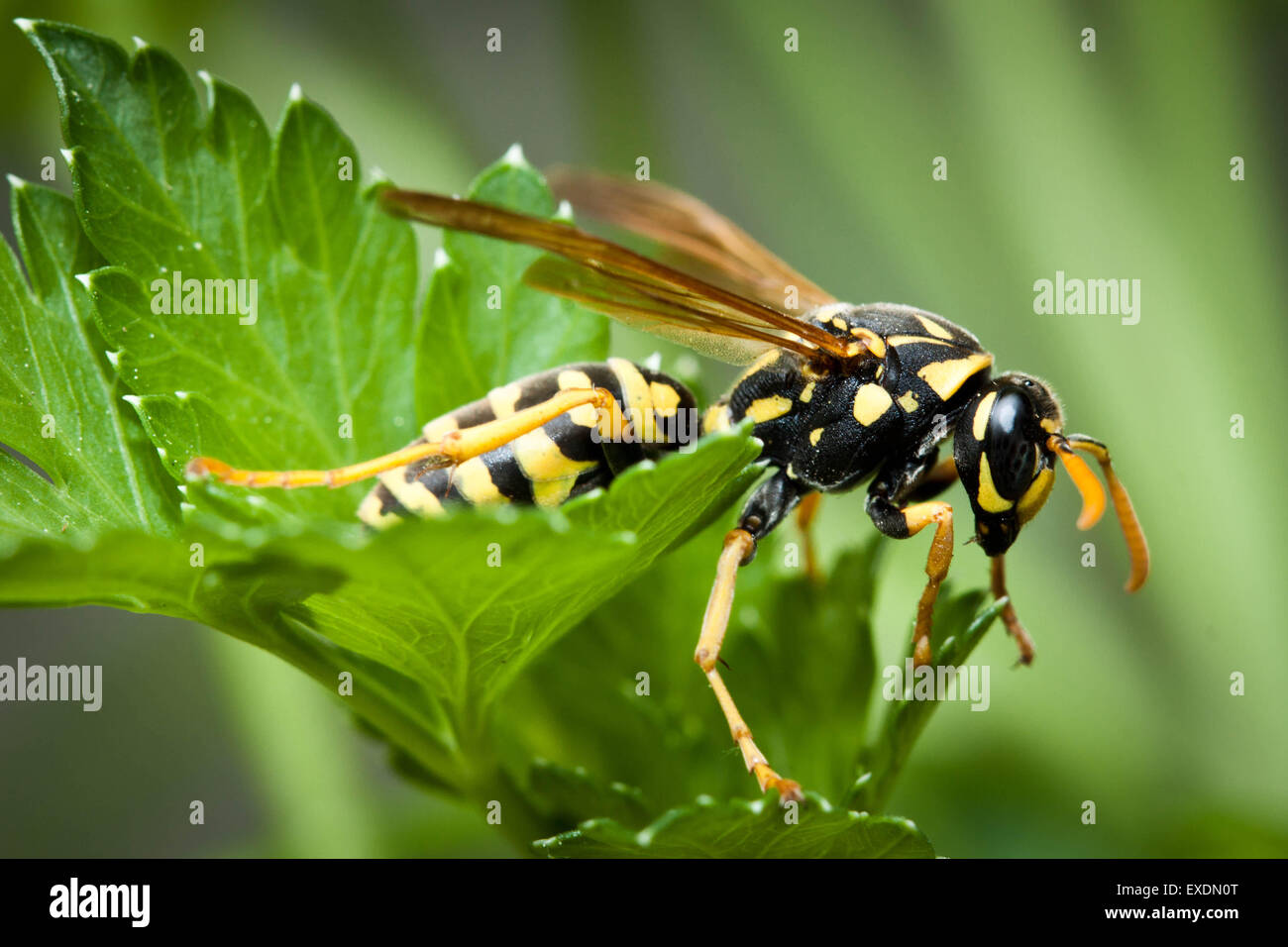European Paper Wasp (Polistes dominula) Banque D'Images