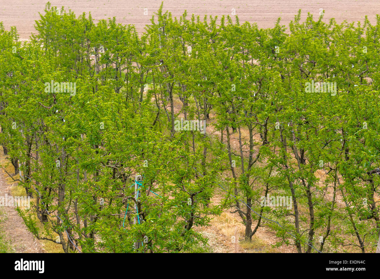 Champs de verdure les vergers et organisés en lignes géométriques en fonction de l'agriculture moderne Banque D'Images