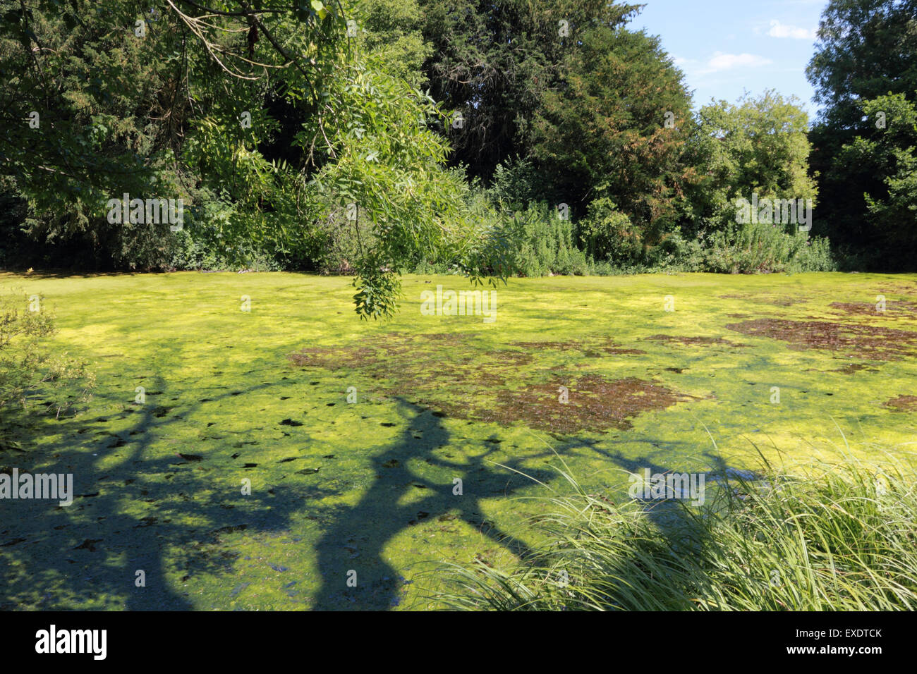 Les mauvaises herbes étang très envahissante appelée crassula aussi nocifs pour la santé présents dans le silence et la piscine Étang Sherbourne UK Banque D'Images