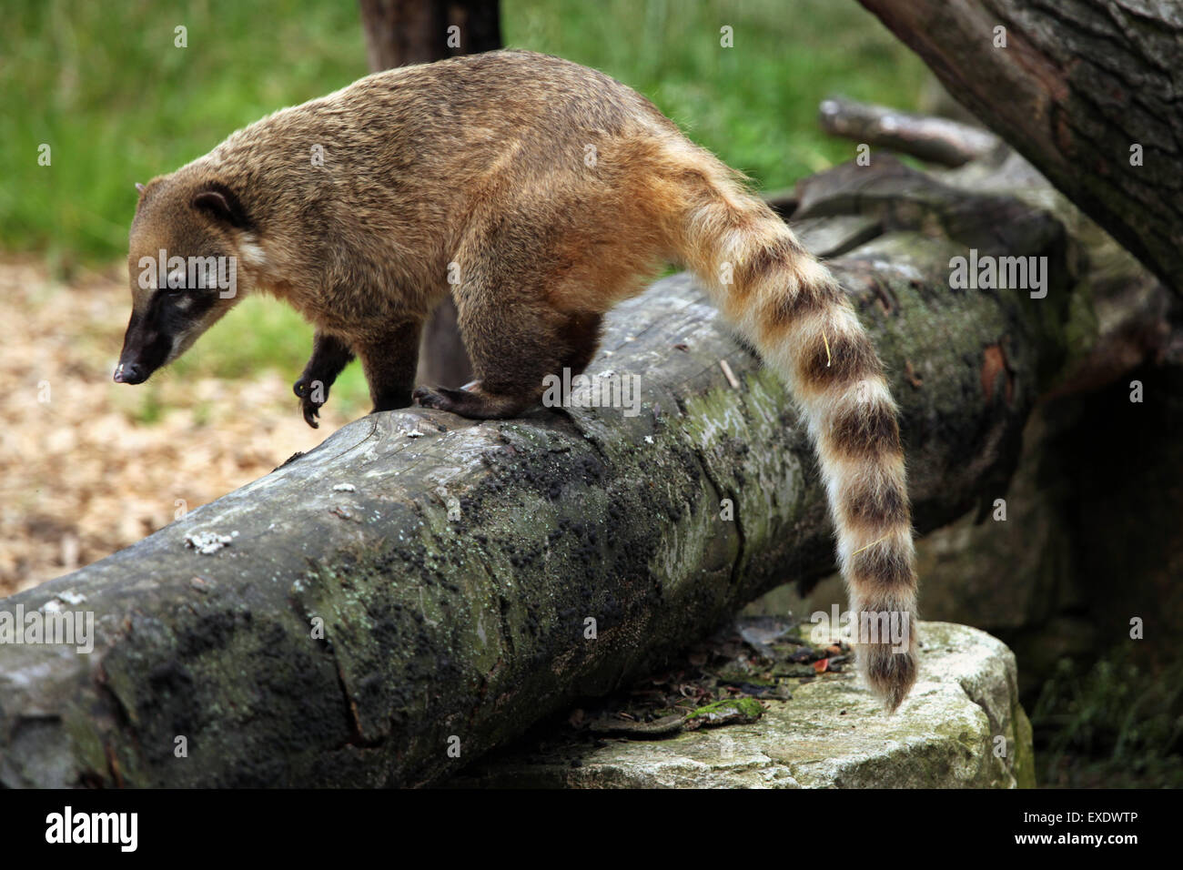 South American coati (Nasua nasua), également connu sous le nom de ring-tailed coati au zoo de Liberec en Bohême du Nord, en République tchèque. Banque D'Images