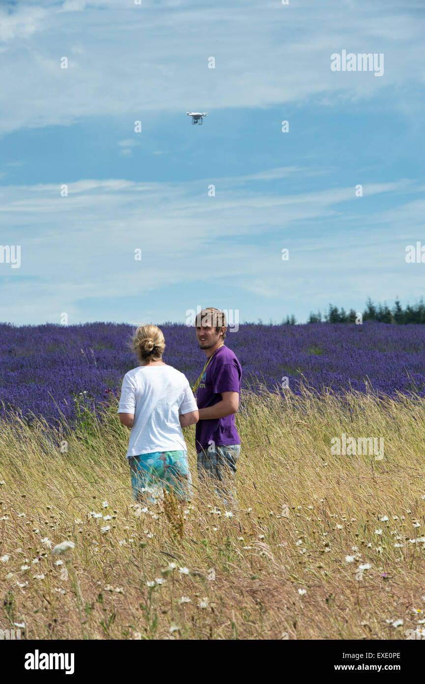 Aux commandes d'un couple multi RC drone hélicoptère rotor avec caméra au-dessus de champs de lavande à Gloucestershire Angleterre ferme Snowshill Banque D'Images