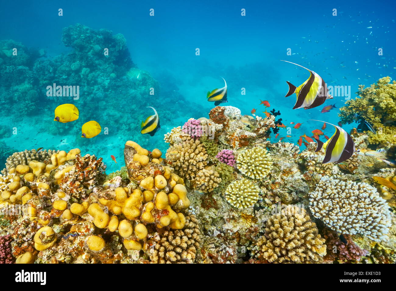 Mer Rouge Plongée sous-marine - photo de poissons sur la barrière de corail, Marsa Alam, Egypte Banque D'Images