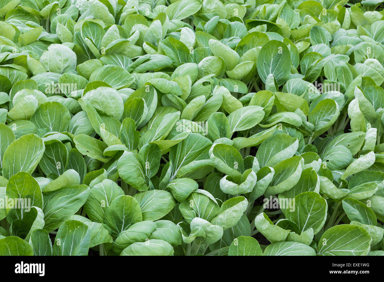 Les néerlandais de gros plan avec des légumes cultivés (Bok Choy taisai) Banque D'Images