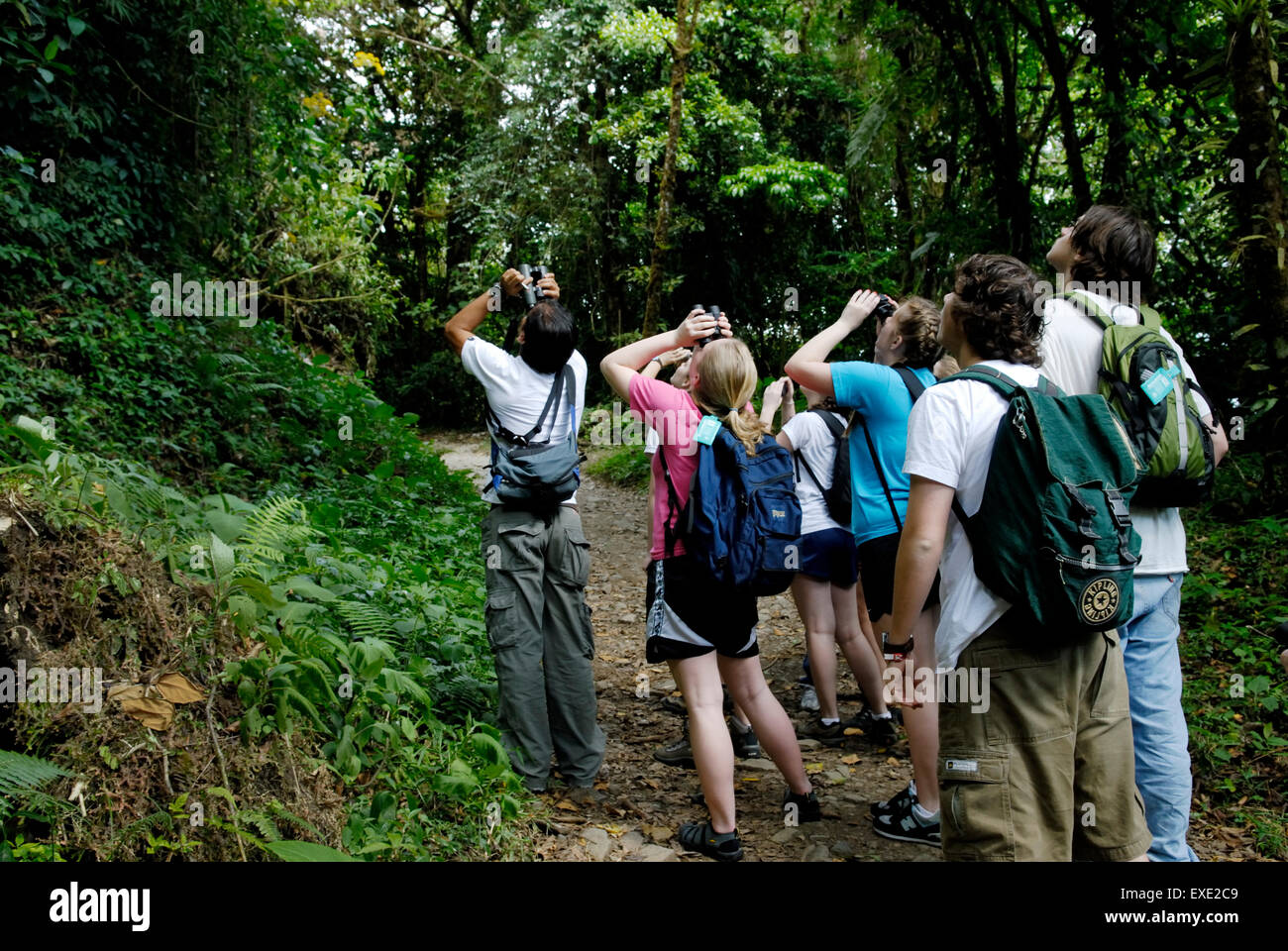Un groupe d'écotouristes, avec guide du Costa Rica, l'observation de la faune dans la réserve de la Forêt Nuageuse de Monteverde, Costa Rica Banque D'Images