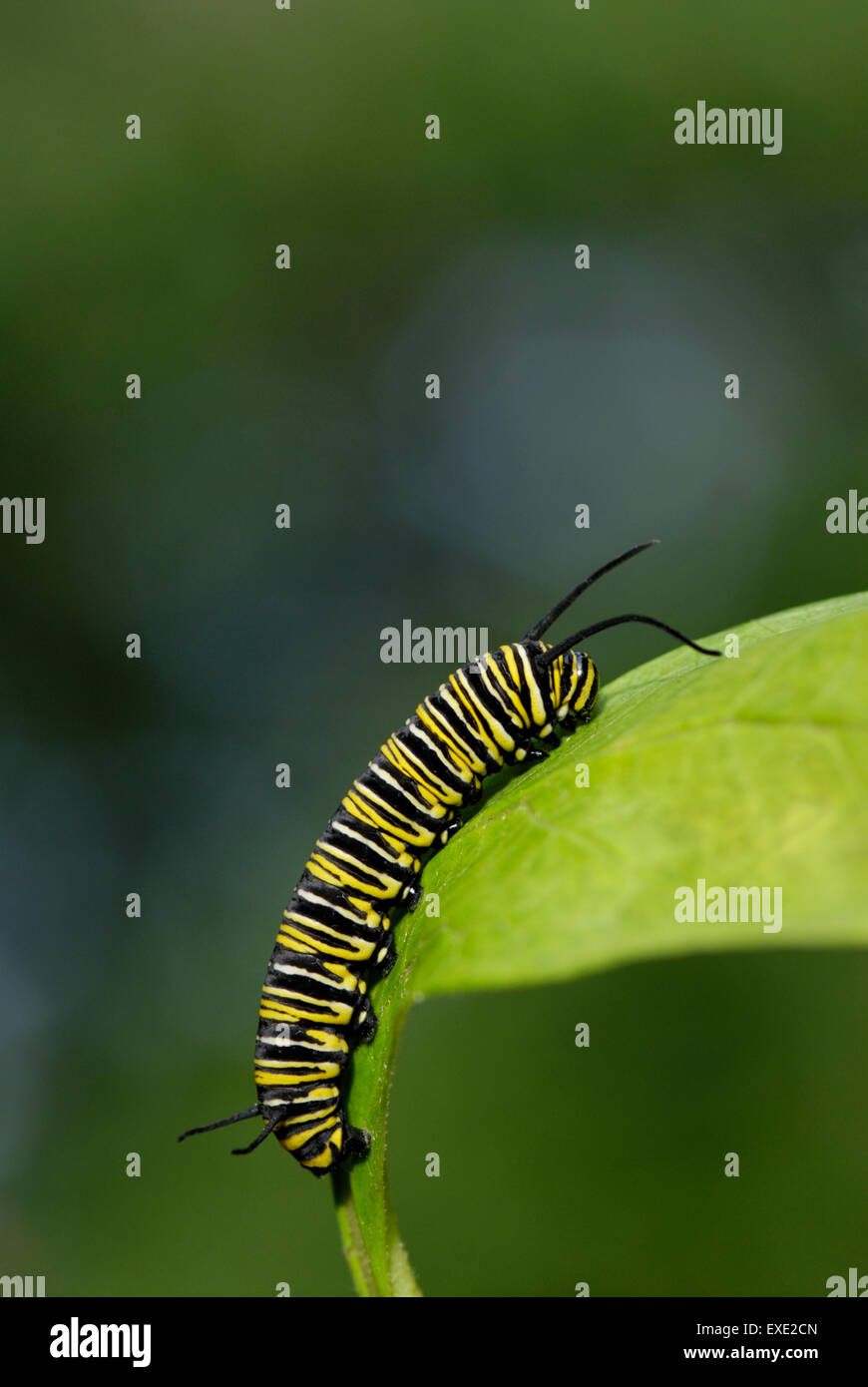 Papillon monarque, Danaus plexippus, Caterpillar sur un Asclépiade, Asclepias sp., feuille Banque D'Images