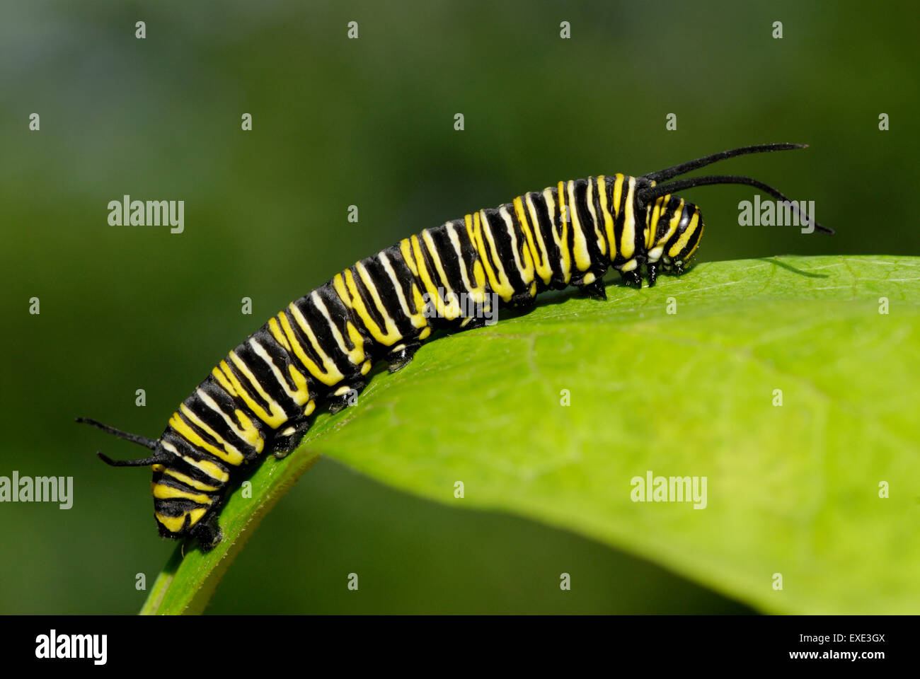 Papillon monarque, Danaus plexippus, Caterpillar sur un Asclépiade, Asclepias sp., feuille Banque D'Images