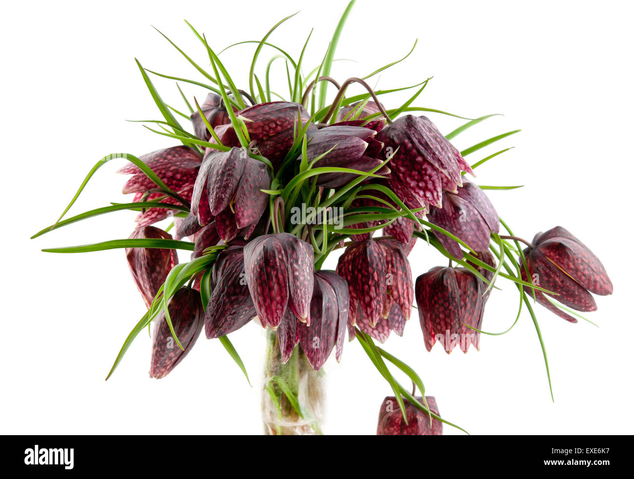 Fritillaria meleagris isolated on white Banque D'Images