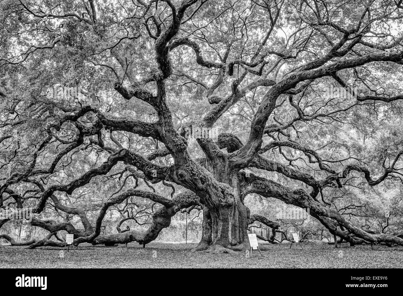 Angel Oak Tree en noir et blanc, situé sur l'île de Johns en Caroline du Sud. Banque D'Images