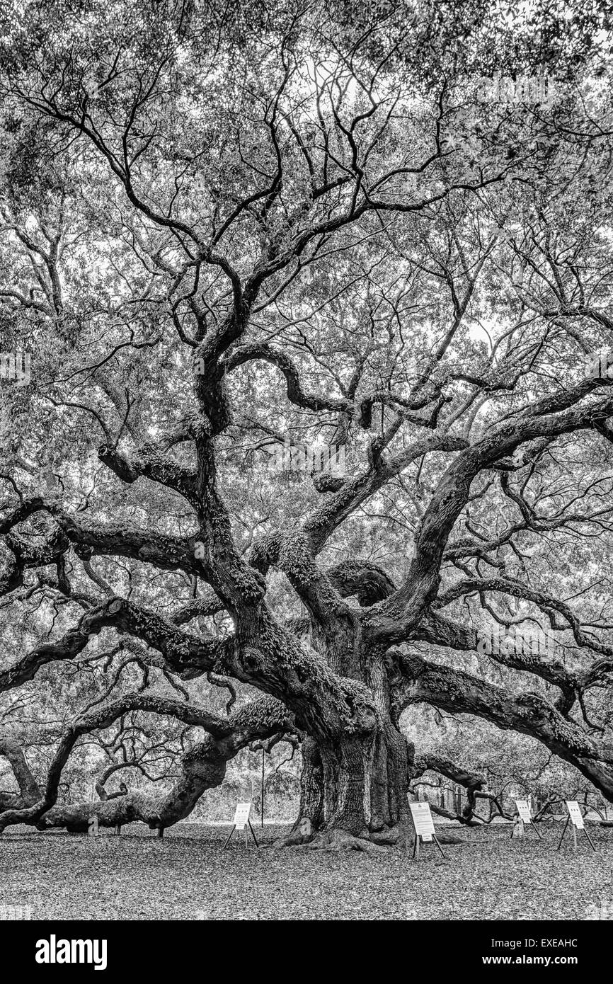Angel Oak Tree en noir et blanc, situé sur l'île de Johns en Caroline du Sud. Banque D'Images
