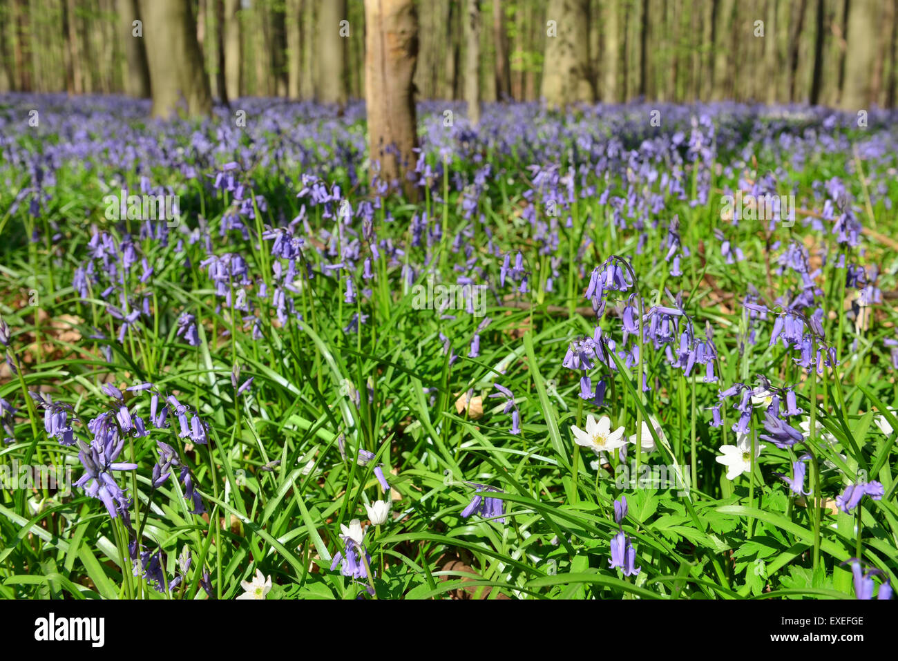 L'un des principalement de belles forêts de l'Europe Hallerbos en Belgique en période de floraison des jacinthes sauvages Banque D'Images