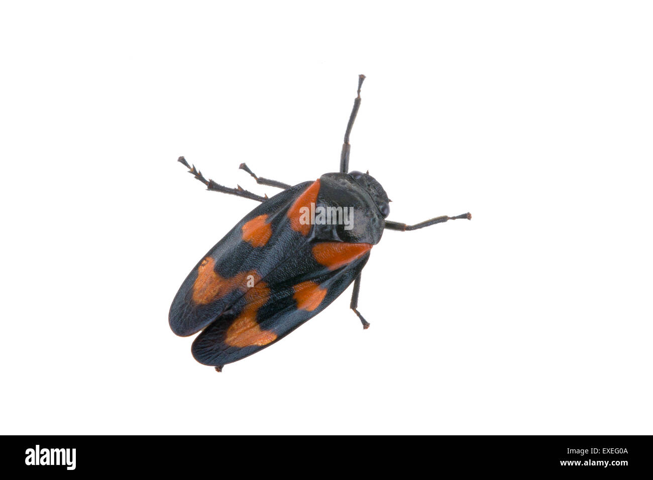 Froghopper isolé sur fond blanc Banque D'Images