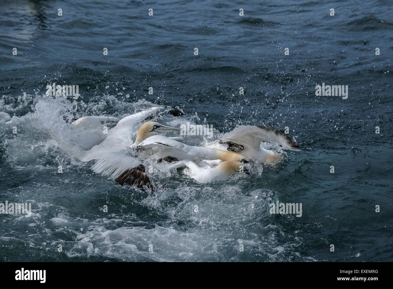 Comportement animal agressif de l'alimentation sur le comportement des oiseaux : un groupe de fous de bassan lutte sur chummed poisson. Banque D'Images