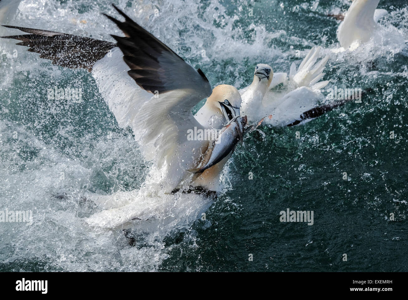 Bassan agressif lutte sur un morceau de maquereau poisson chummed éclabousser la surface de la mer océan scène de la faune spectaculaire Banque D'Images