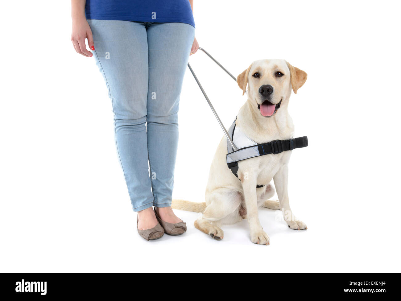 Personne debout à côté d'un chien-guide pour les aveugles découper isolé sur fond blanc Banque D'Images