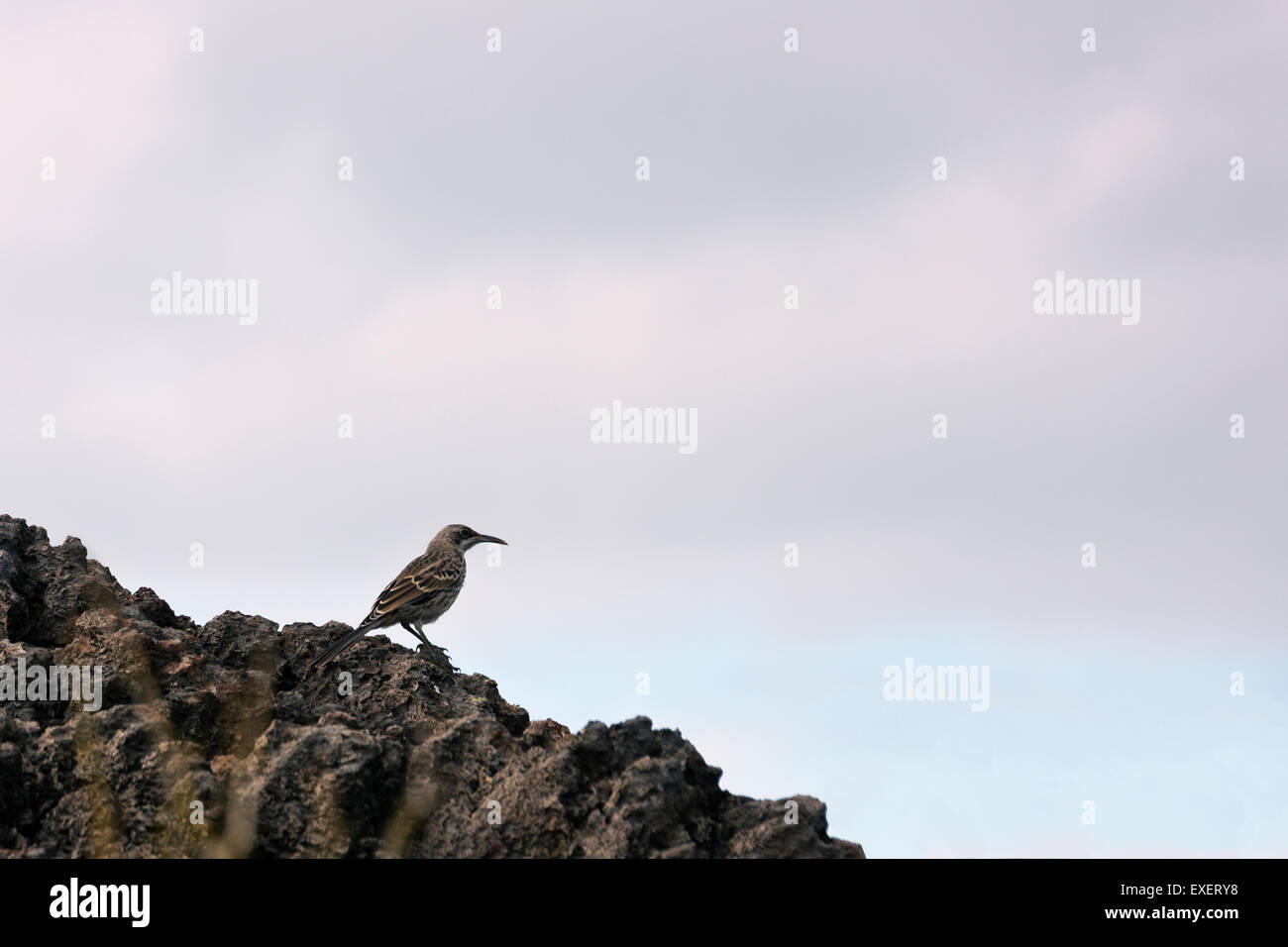 Mockingbird hotte reposant sur un rocher Banque D'Images