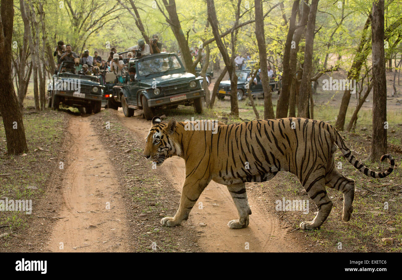 Tigre du Bengale Royal marche sur piste en forêt avec des véhicules de tourisme à Ranthambhore National Park en Inde Banque D'Images