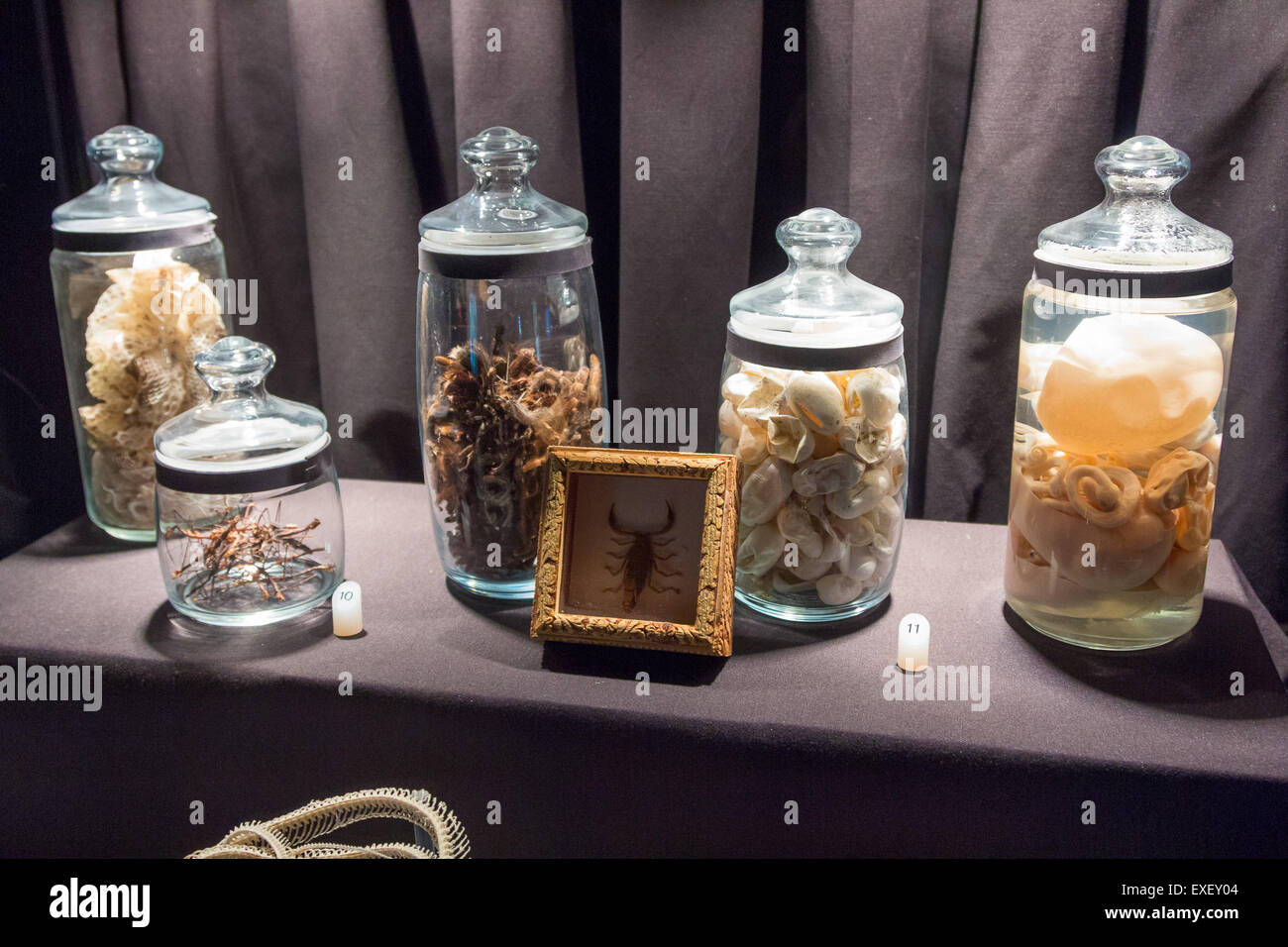 Les bocaux en verre avec des herbes pour les morsures de serpent Banque D'Images
