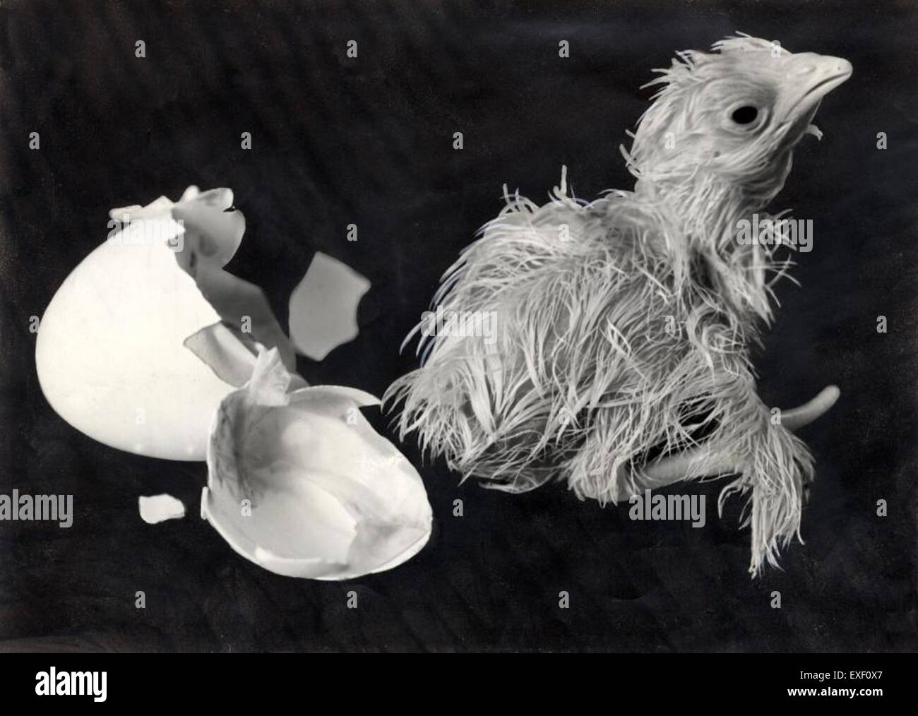 Cette image capture le moment où un poussin éclose de son œuf, symbolisant le début de la vie. Le processus naturel est magnifiquement représenté, soulignant la fragilité et l'émerveillement de la nouvelle vie dans le règne animal. Banque D'Images