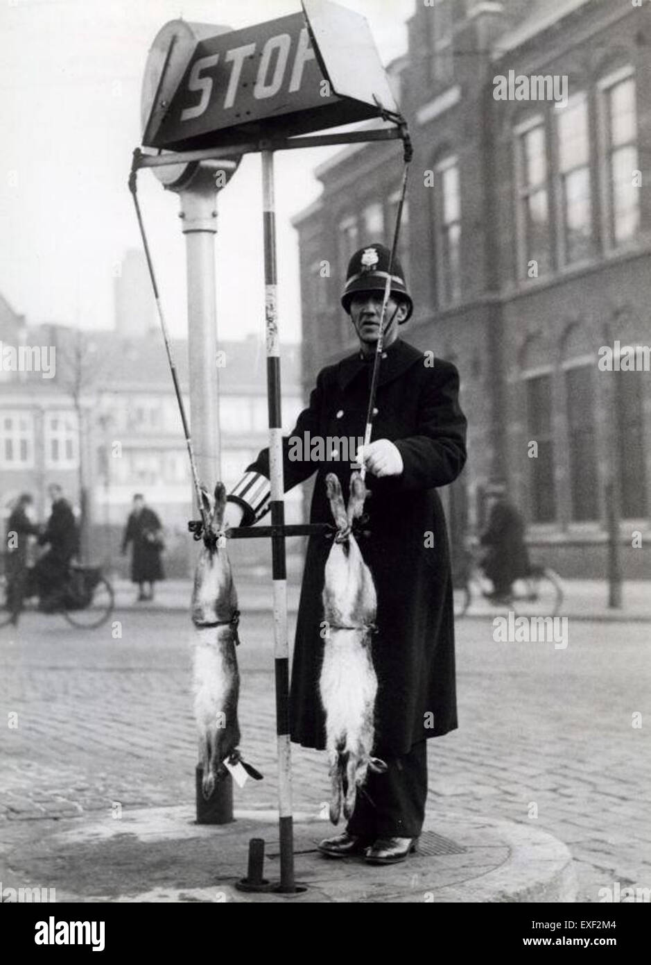 Kersthazen voor verkeersagent est une expression néerlandaise faisant référence à des lapins de Pâques pour les agents de la circulation. Le contexte de cette expression est lié à un événement local ou culturel impliquant des décorations ou des cadeaux sur le thème des fêtes. Banque D'Images