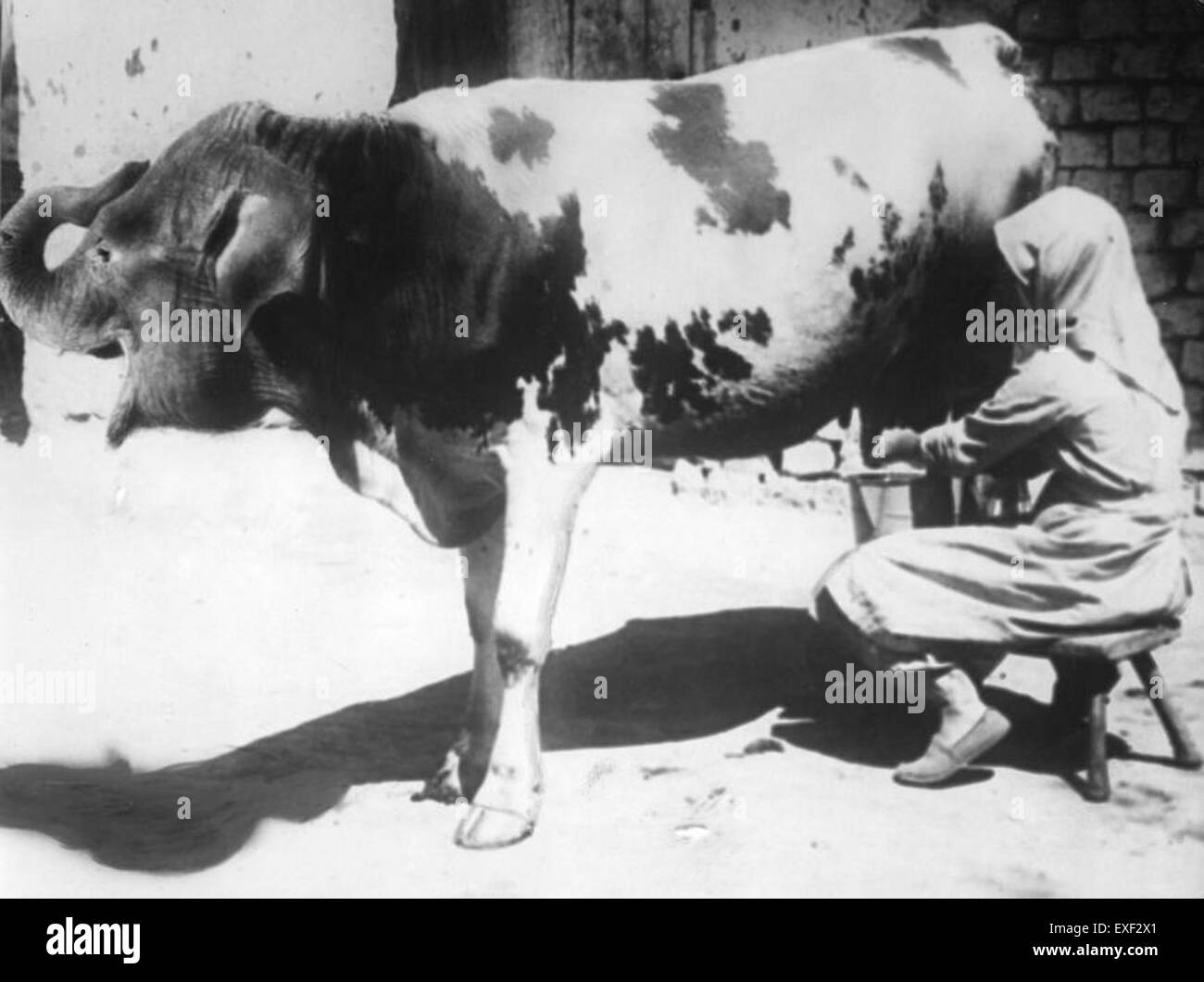 Cette peinture représente une vache avec la tête d'un éléphant, mélangeant des éléments de surréalisme et de symbolisme animal, créant une œuvre intrigante et imaginative de Banque D'Images