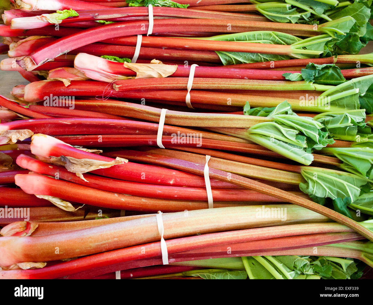La rhubarbe bouquets en vente à l'Old Strathcona Farmers' Market à Edmonton, Alberta, Canada. Banque D'Images