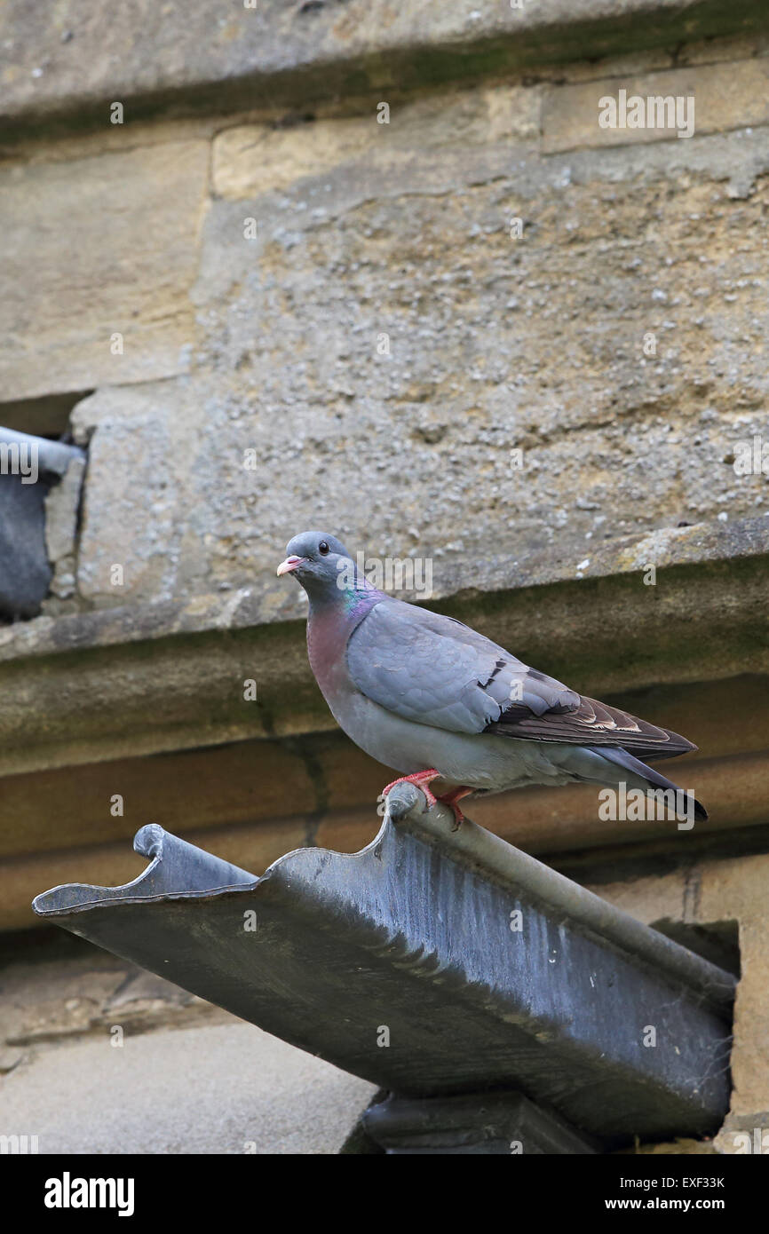 Pigeon colombin (Columba oenas) Banque D'Images