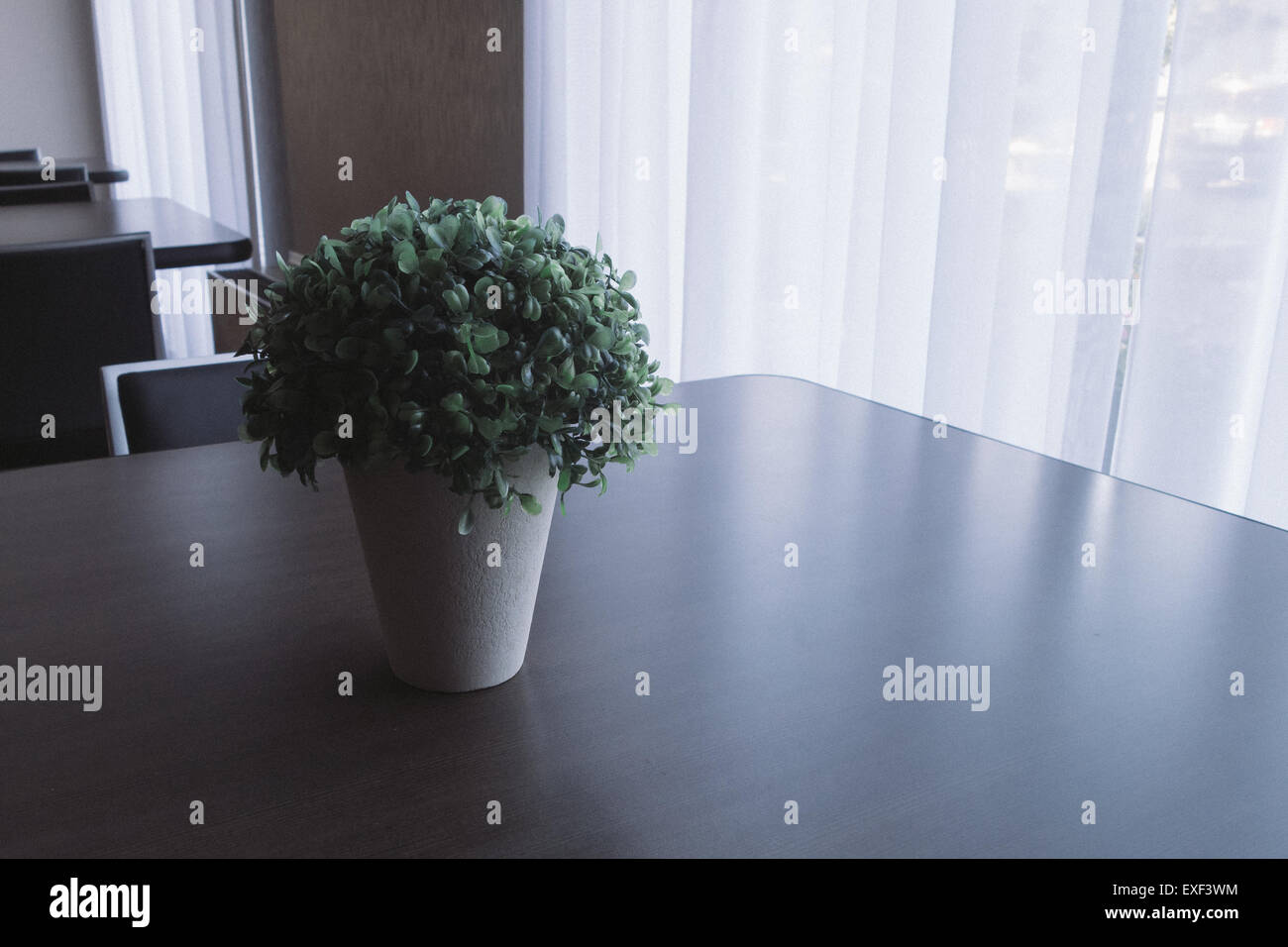 Table lumineuse naturelle plante verte Banque D'Images