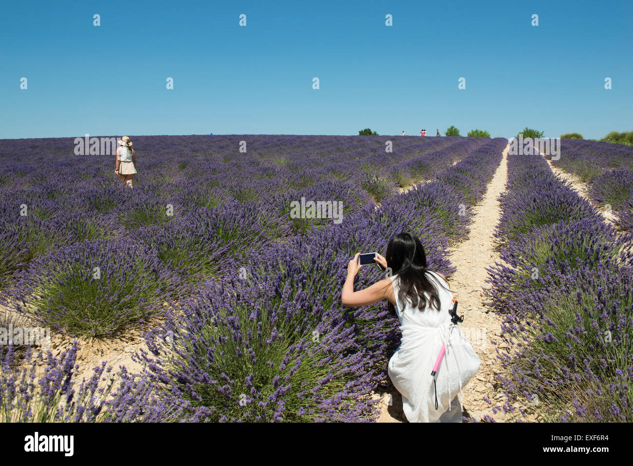 Les touristes de prendre des photos dans un champ de lavande sur le Plateau de Valensole, Provence France UE Banque D'Images
