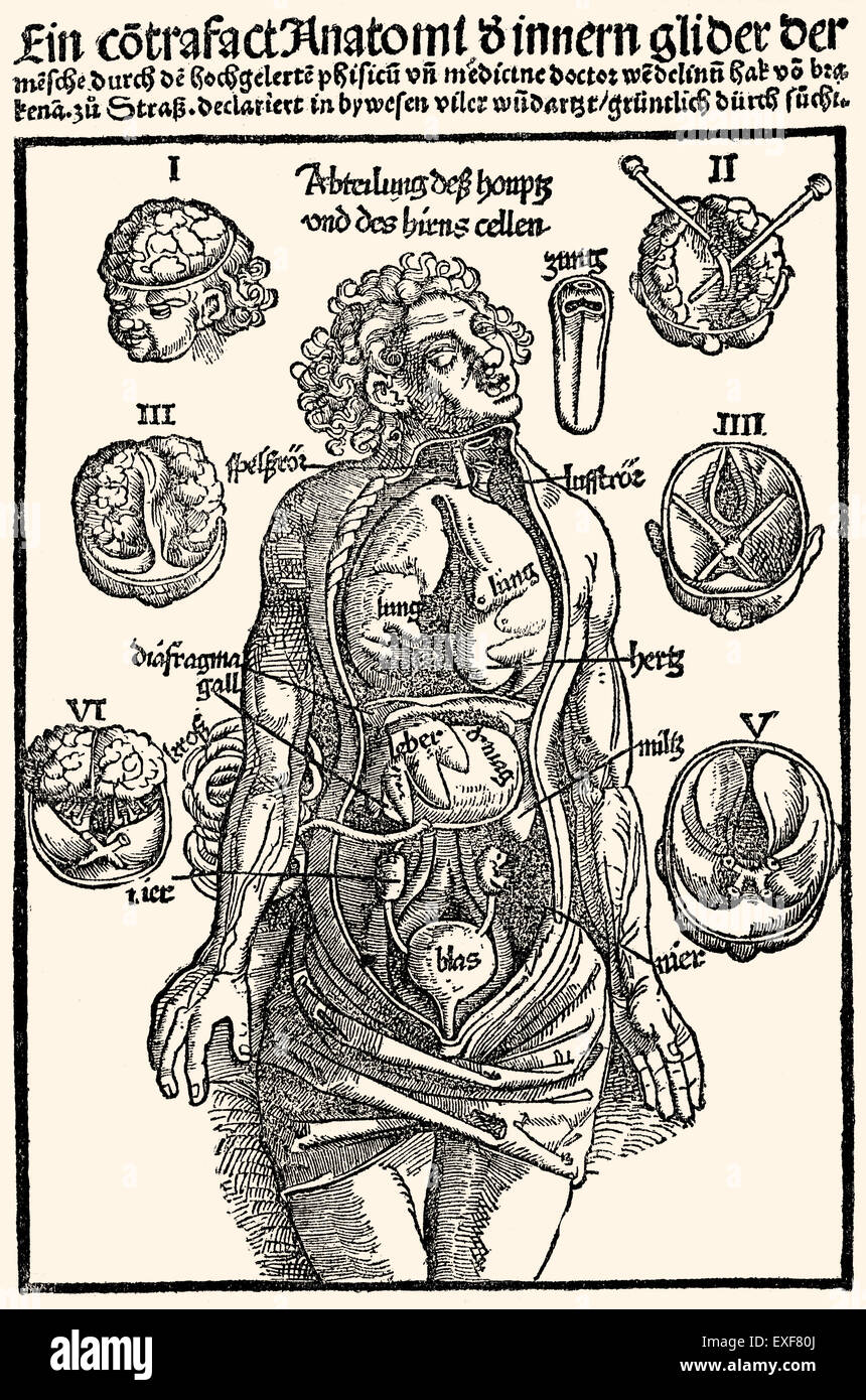 Anatomie médecine organes intérieurs gravure sur bois par Hans Wechtlin Feldbuch der 'Wunderarzney' par Hans von Gersdorff, Strasbourg, 1517 Banque D'Images