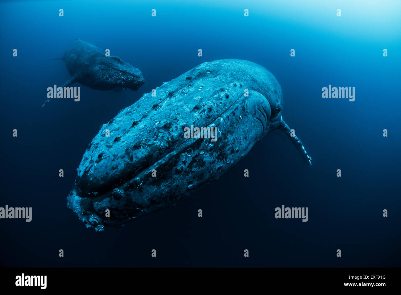 Femme baleine à bosse (Megaptera novaeangliae) jeune homme natation de profondeur, Roca Partida, Revillagigedo, Mexique Banque D'Images