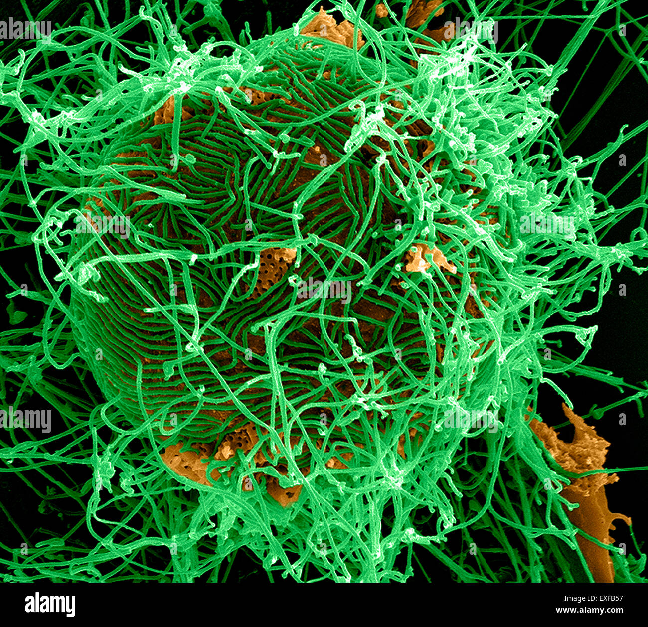 Les particules de virus Ebola filamenteux (de couleur verte) à partir d'un bourgeonnement Vero infectées de façon chronique cellule E6 (de couleur jaune) Banque D'Images