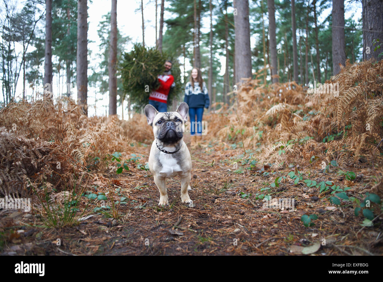 Portrait de chien en face de jeune couple with Christmas Tree in forest Banque D'Images
