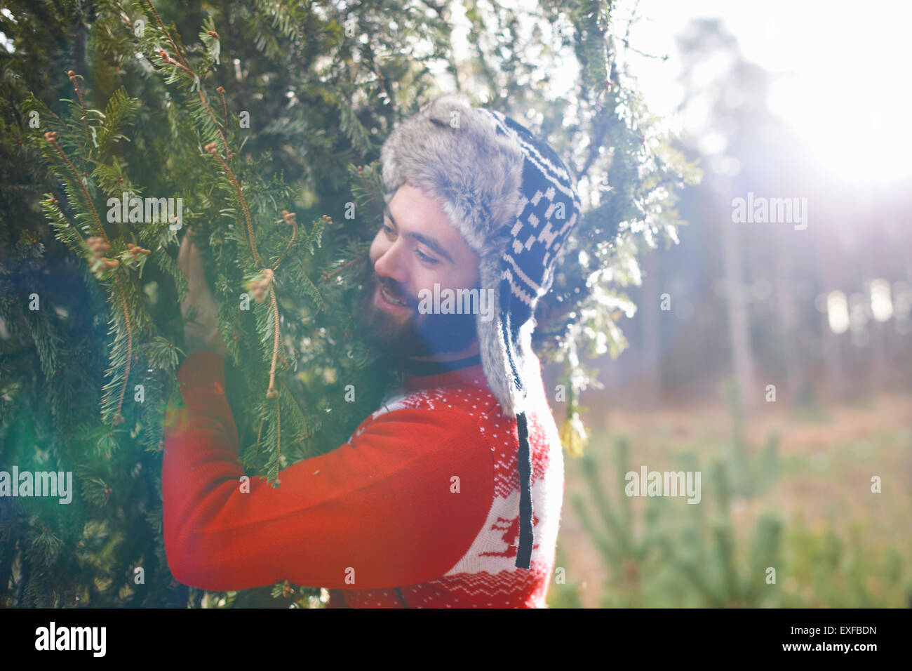 Young man carrying Christmas Tree sur les épaules dans les bois Banque D'Images