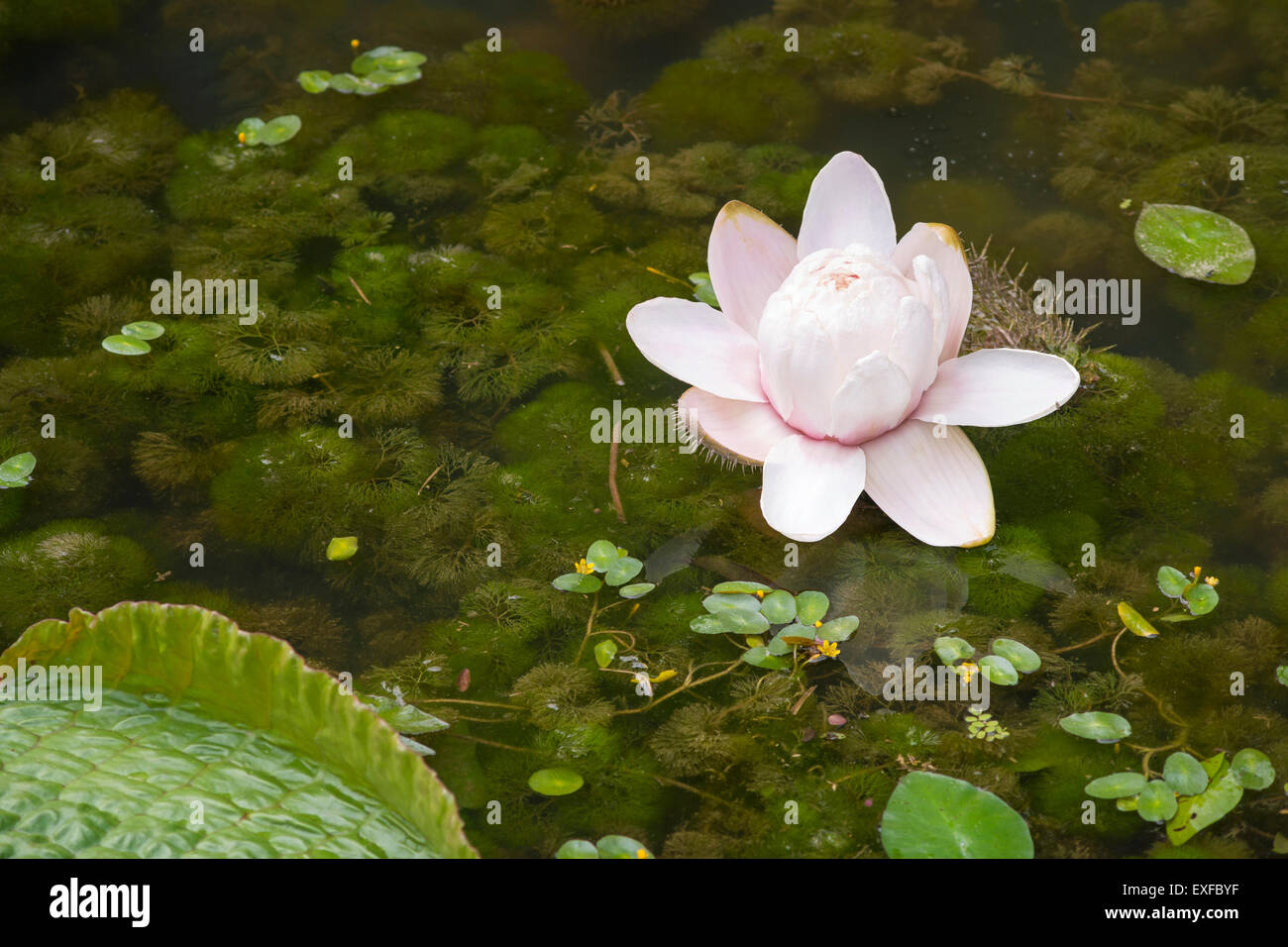 Tropical blanc géant fleur de lotus dans l'étang du Jardin Botanique de Singapour Banque D'Images Tropical blanc géant fleur de lotus dans l'étang du Jardin Botanique de Singapour Banque D'Images