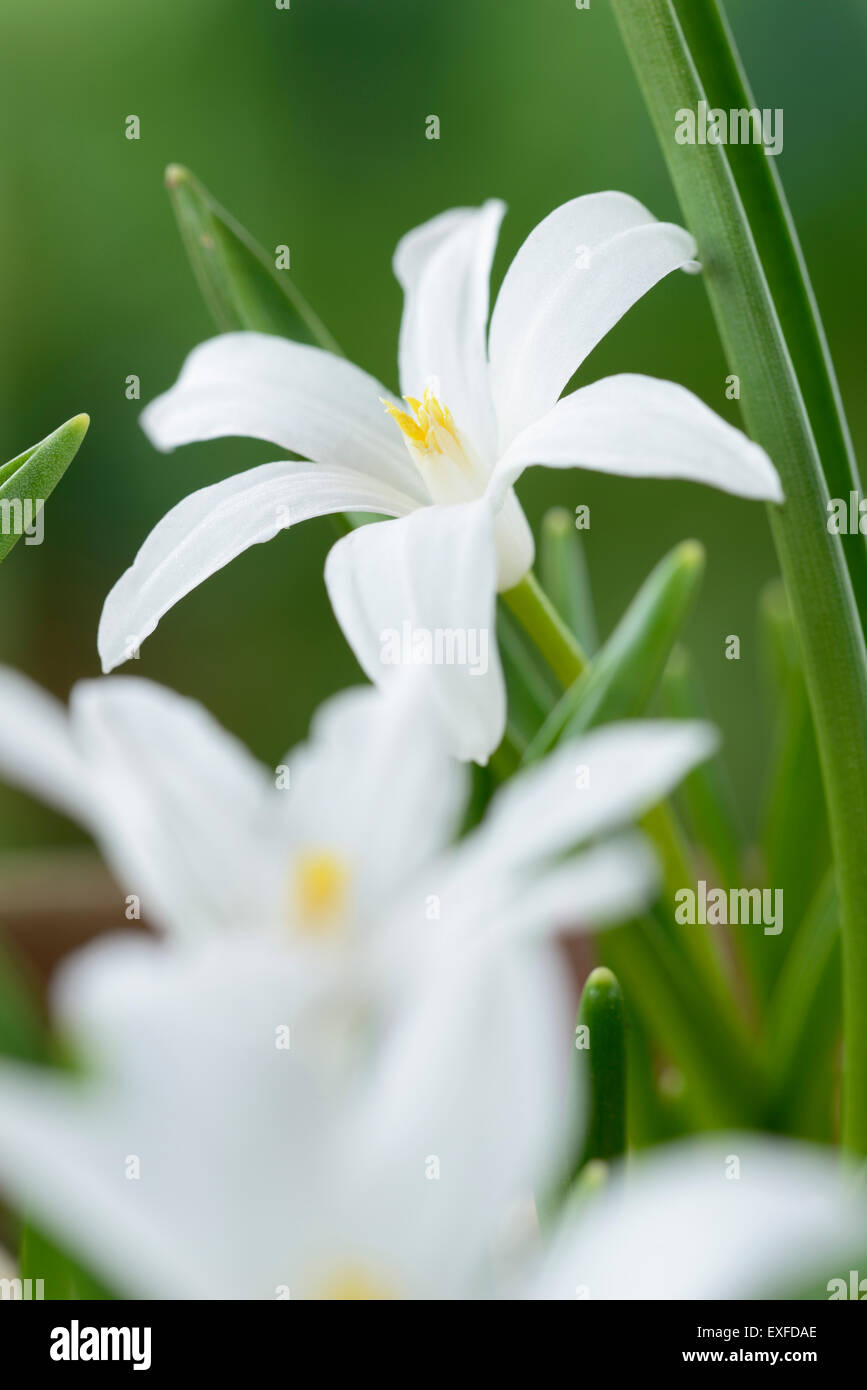 Chionodoxa luciliae 'Alba' gloire de la neige Mars Banque D'Images
