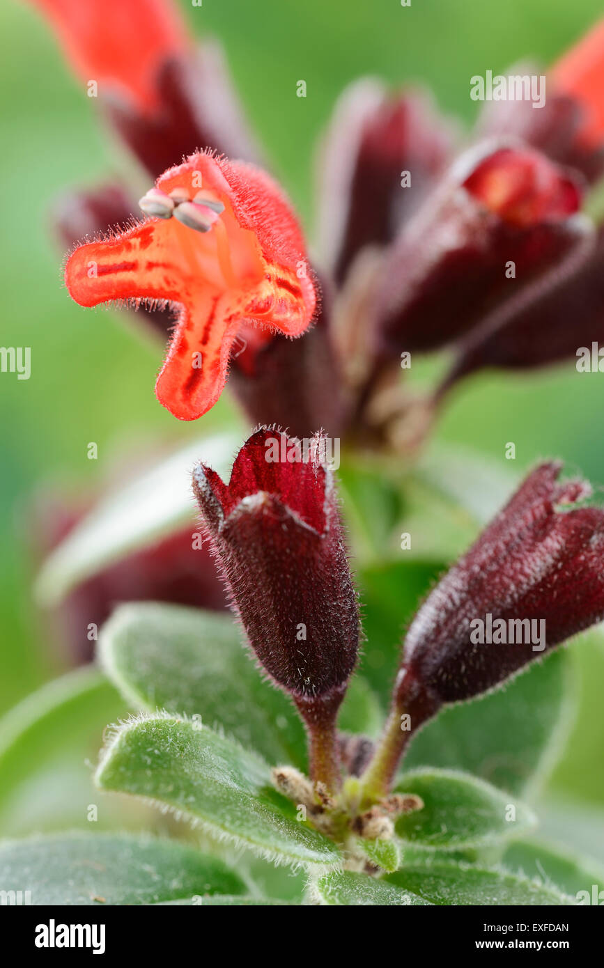 Plante de rouge à lèvres Banque de photographies et d'images à haute  résolution - Alamy